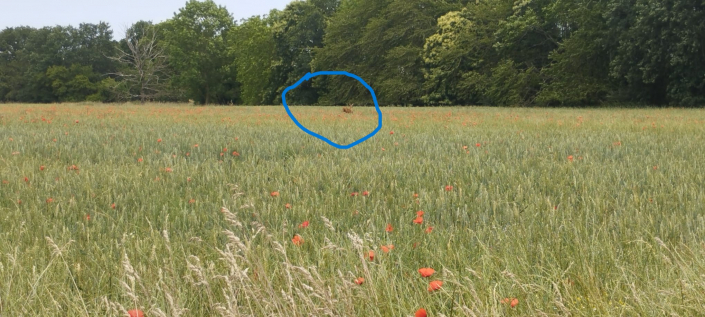 16 juin forêt des Grands Avaux