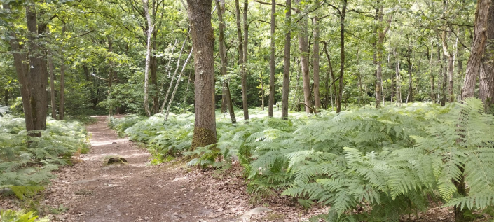 16 juin forêt des Grands Avaux
